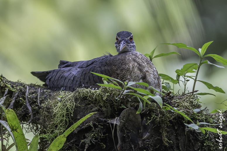 sunbittern